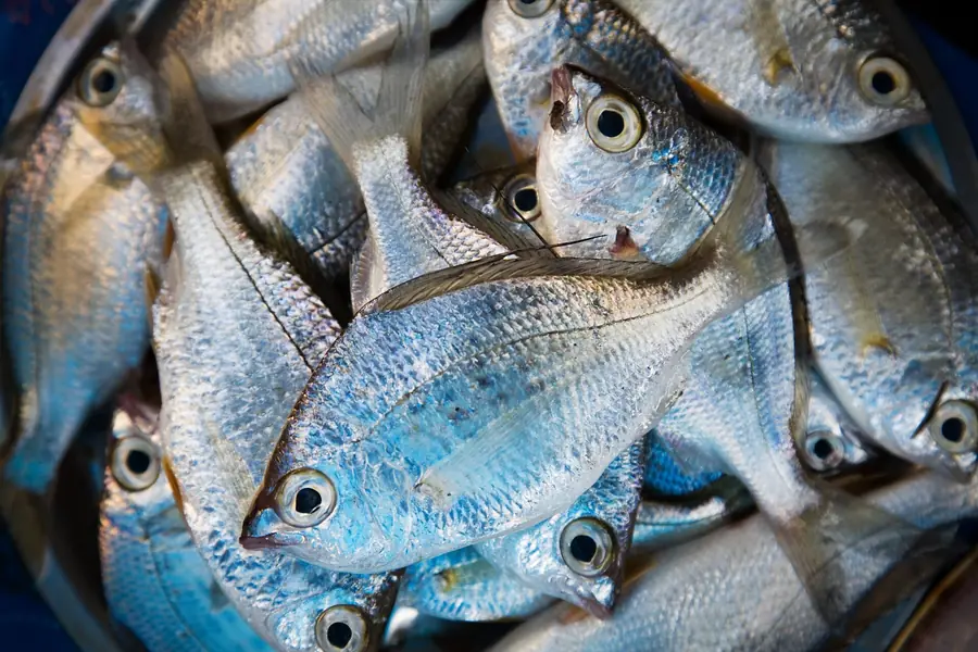 Fresh silver fish laid out at a fish market